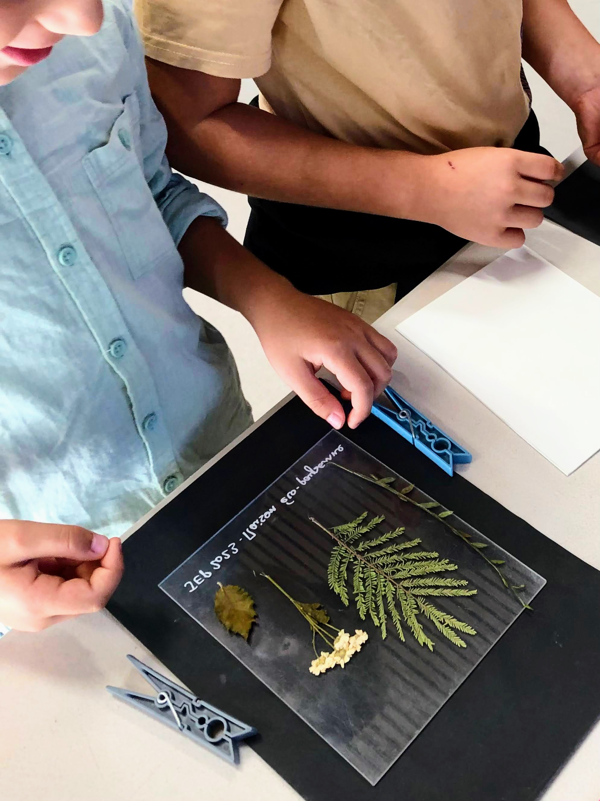 cyanotype 2