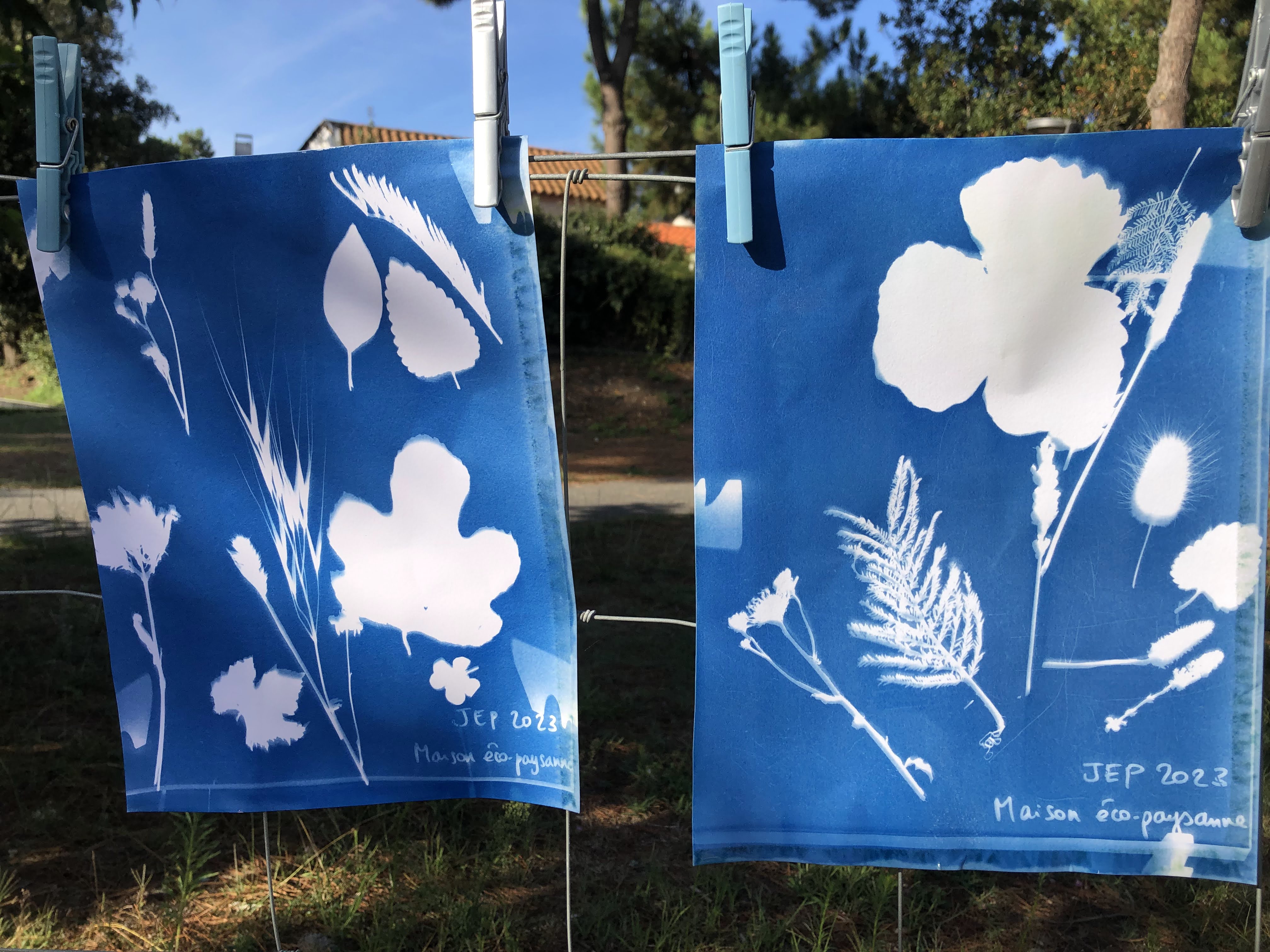cyanotype 3
